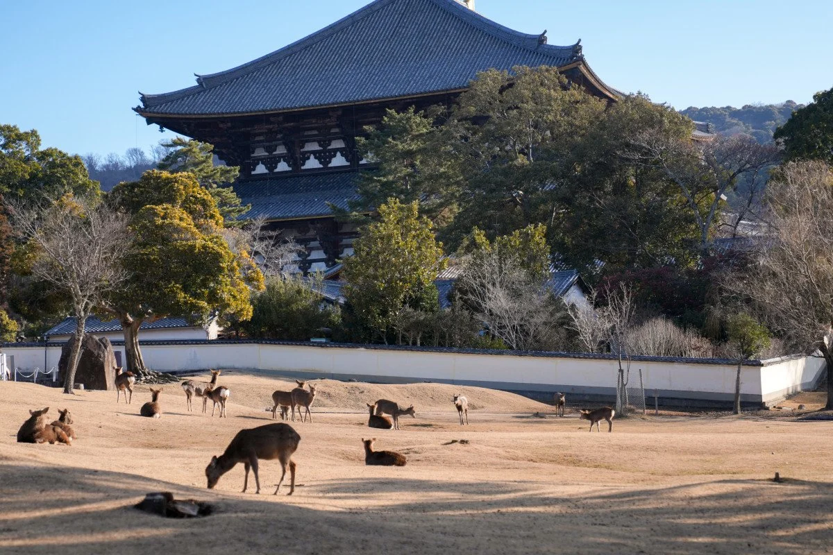 Trip to Osaka, Kyoto & Nara - Kyoto Fushimi Inari Shrine